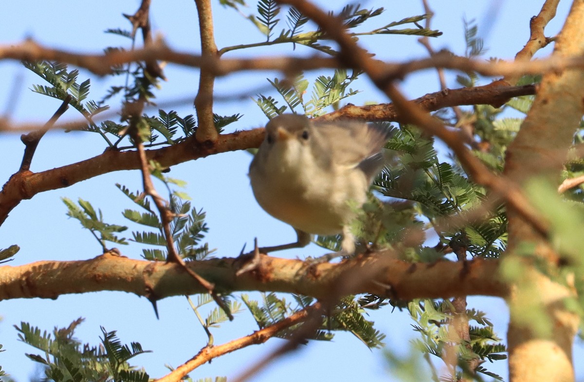 Western Olivaceous Warbler - ML644147742
