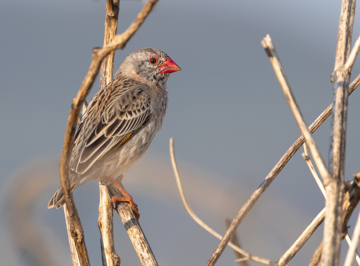 Travailleur à bec rouge - ML644147756