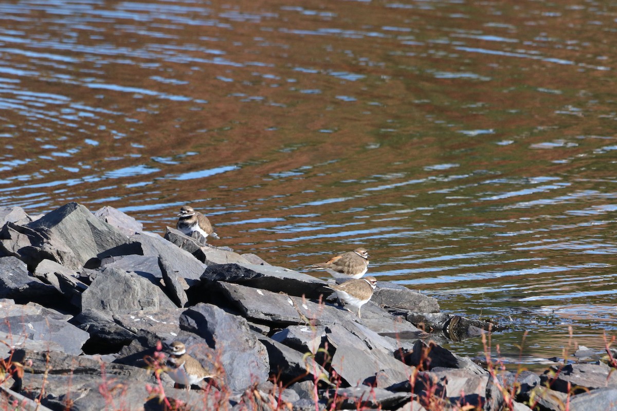 Killdeer - ML644147758