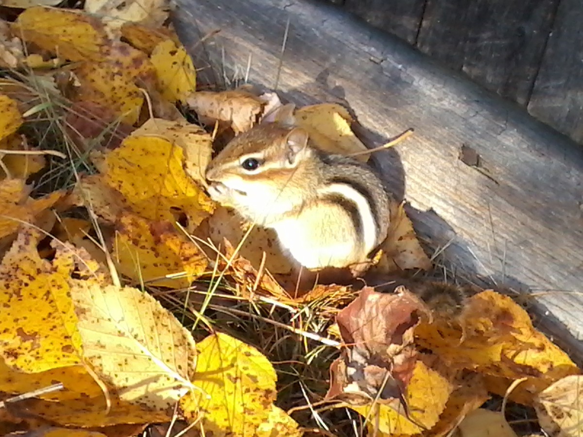 Eastern Chipmunk - ML644147759