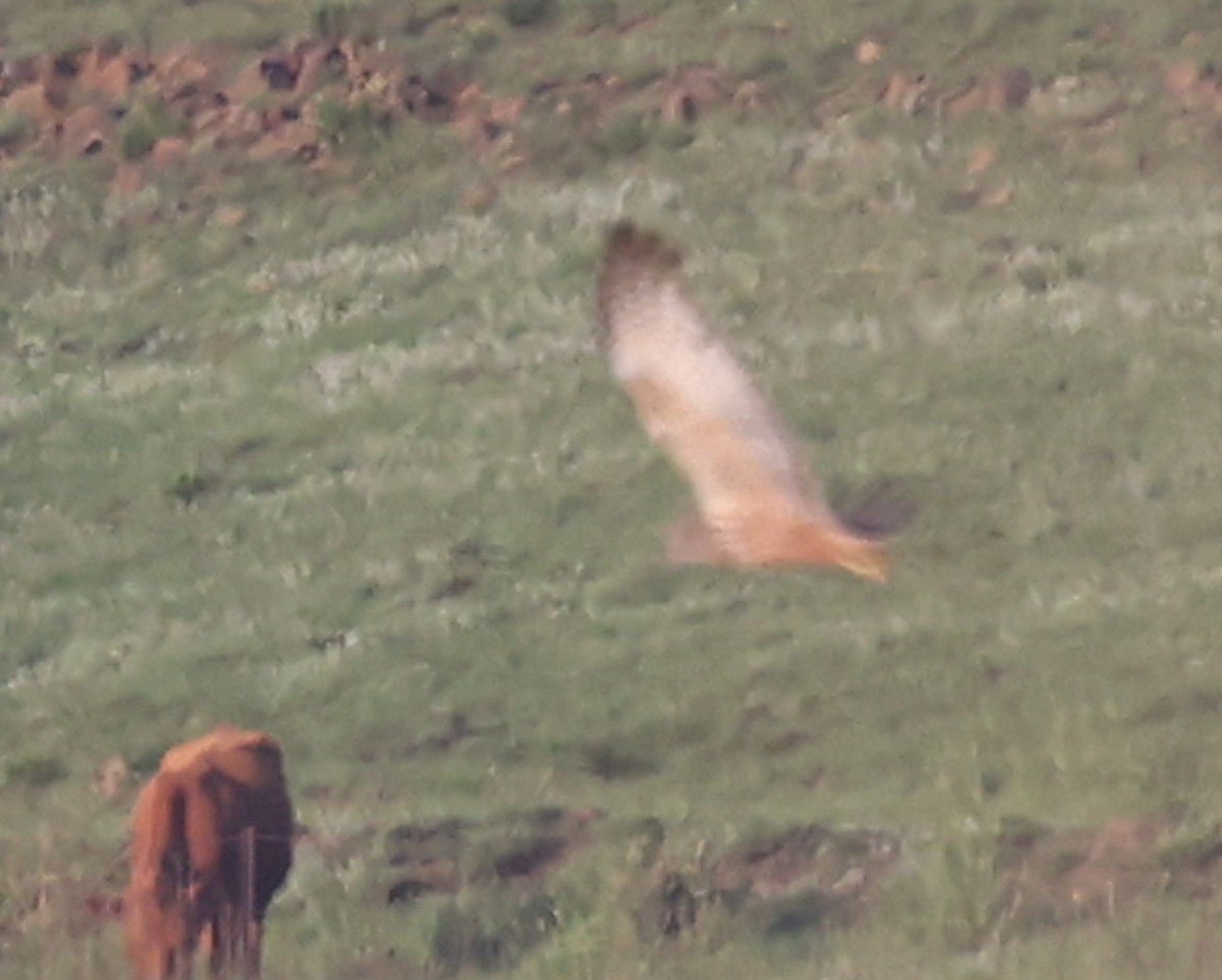 African Marsh Harrier - ML644147760