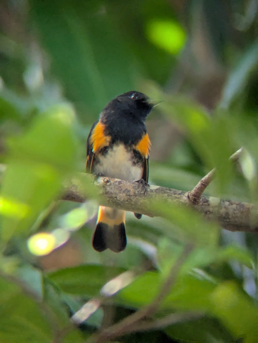 American Redstart - ML644147768