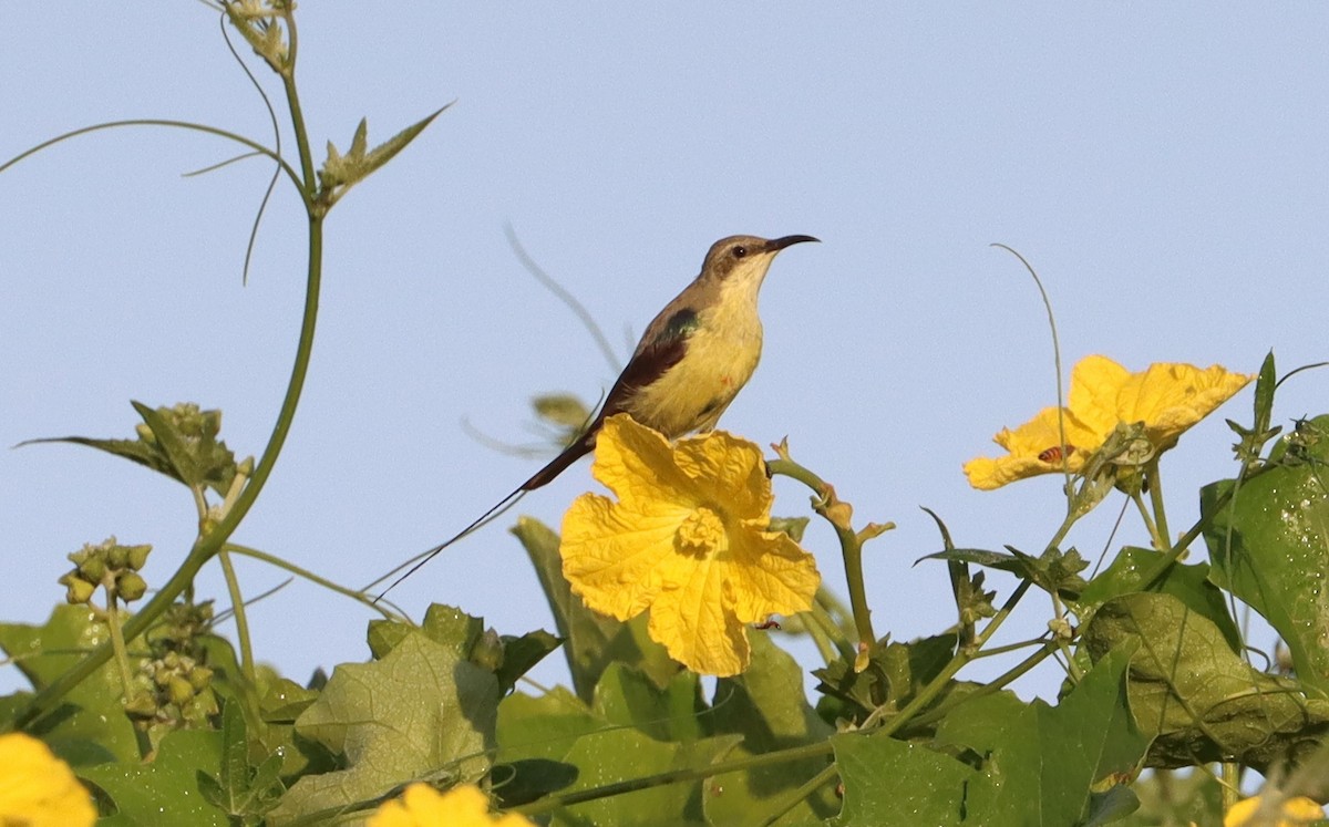 Beautiful Sunbird - ML644147774