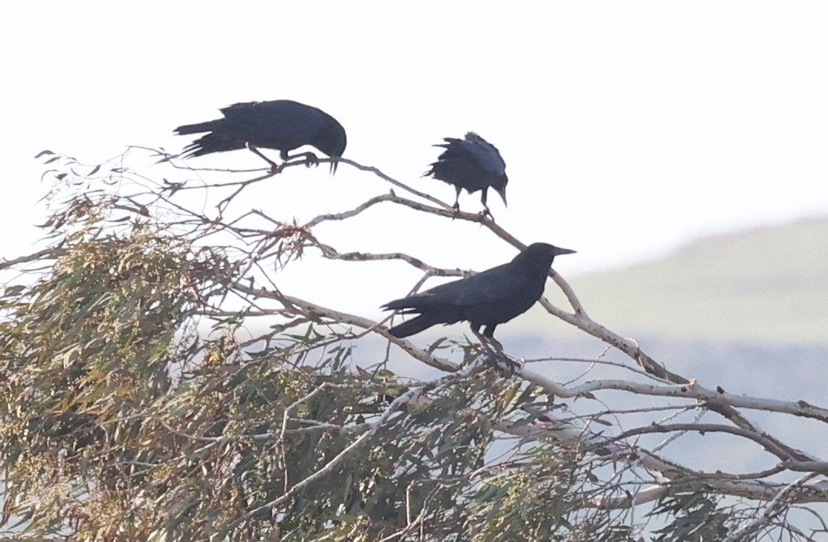 Cape Crow - ML644147784