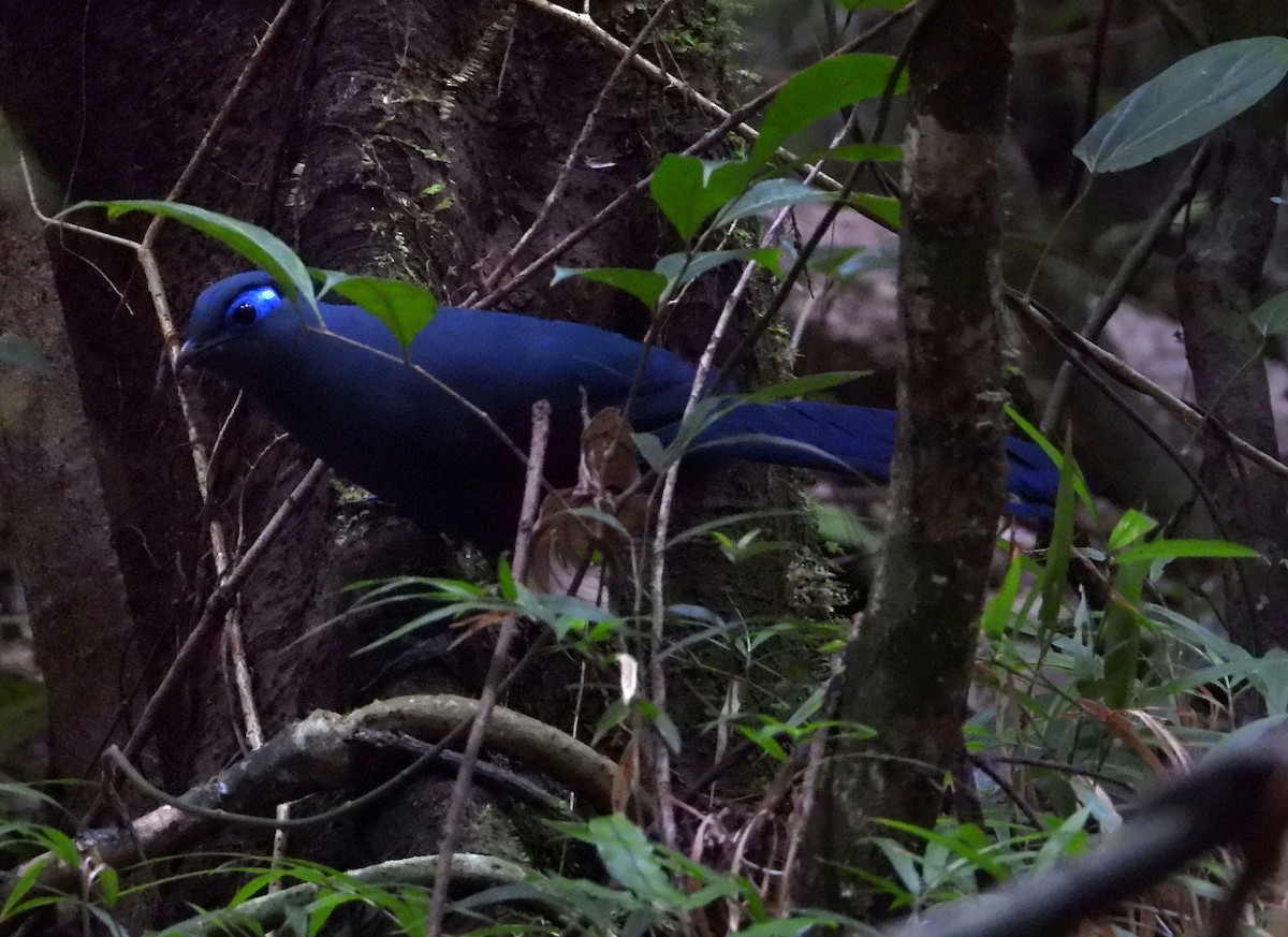 Blue Coua - ML644147799