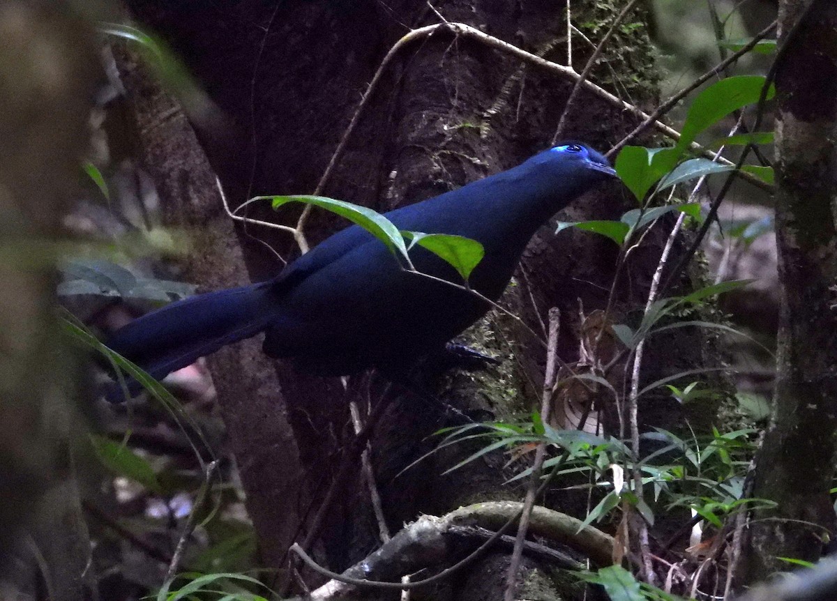 Blue Coua - ML644147800