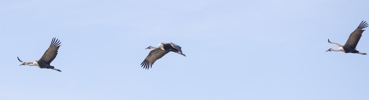 ホオカザリヅル - ML644147802