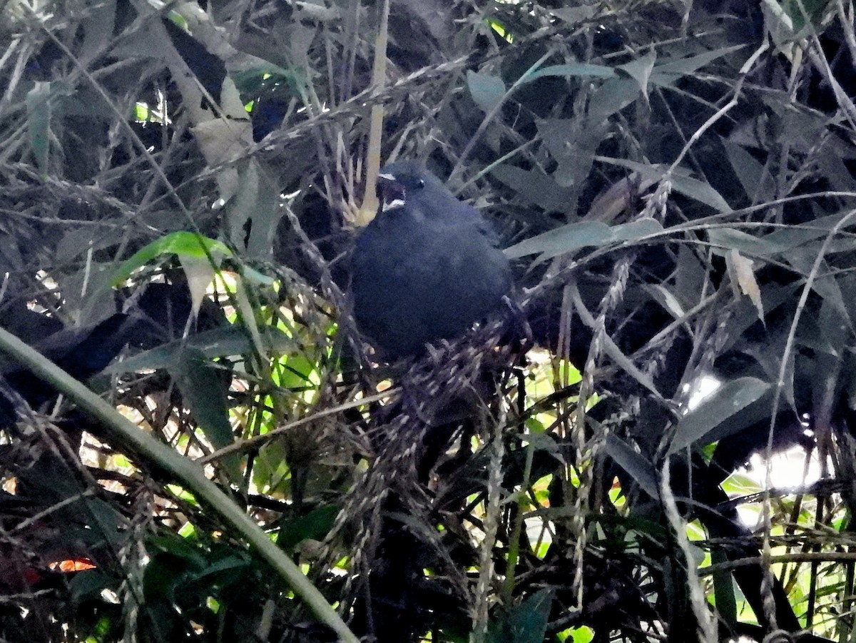 Slaty Finch - ML644147804