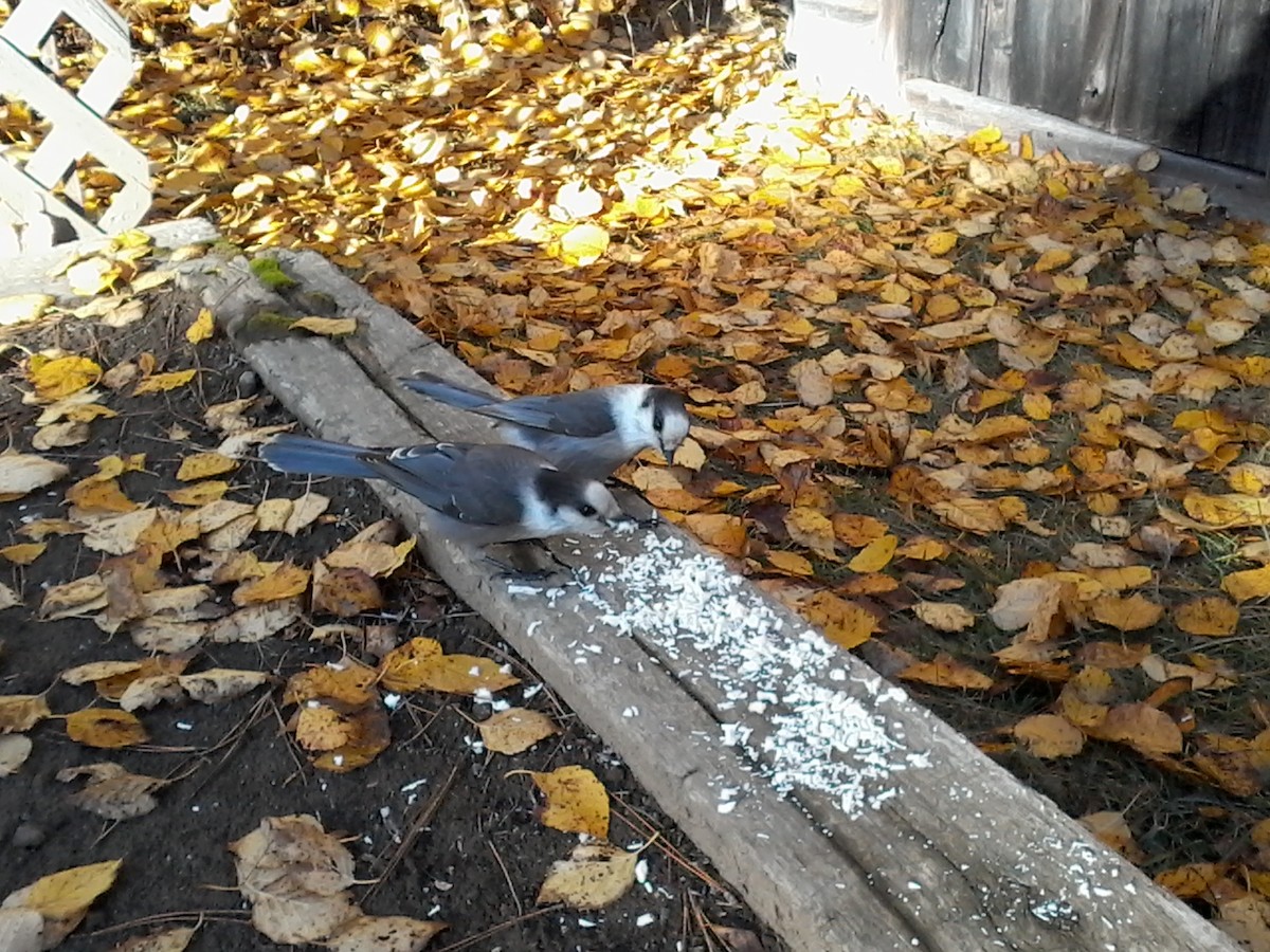 Canada Jay (Boreal) - ML644147813