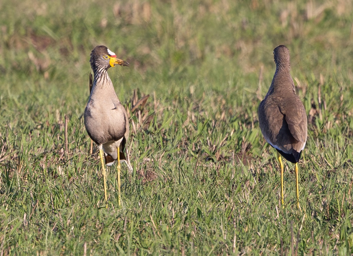 Wattled Lapwing - ML644147833