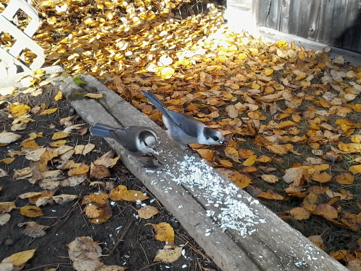 Canada Jay (Boreal) - ML644147848