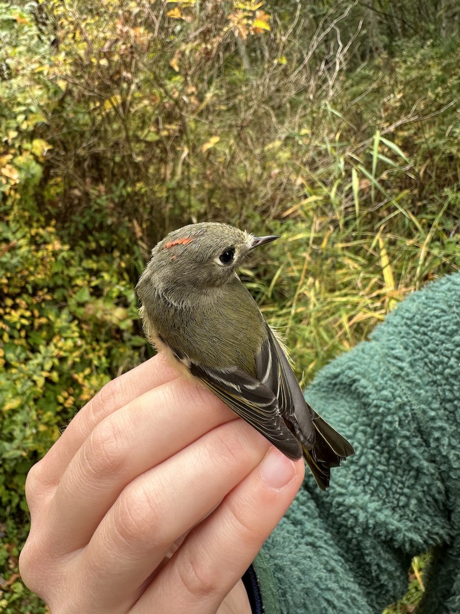 Ruby-crowned Kinglet - ML644147857