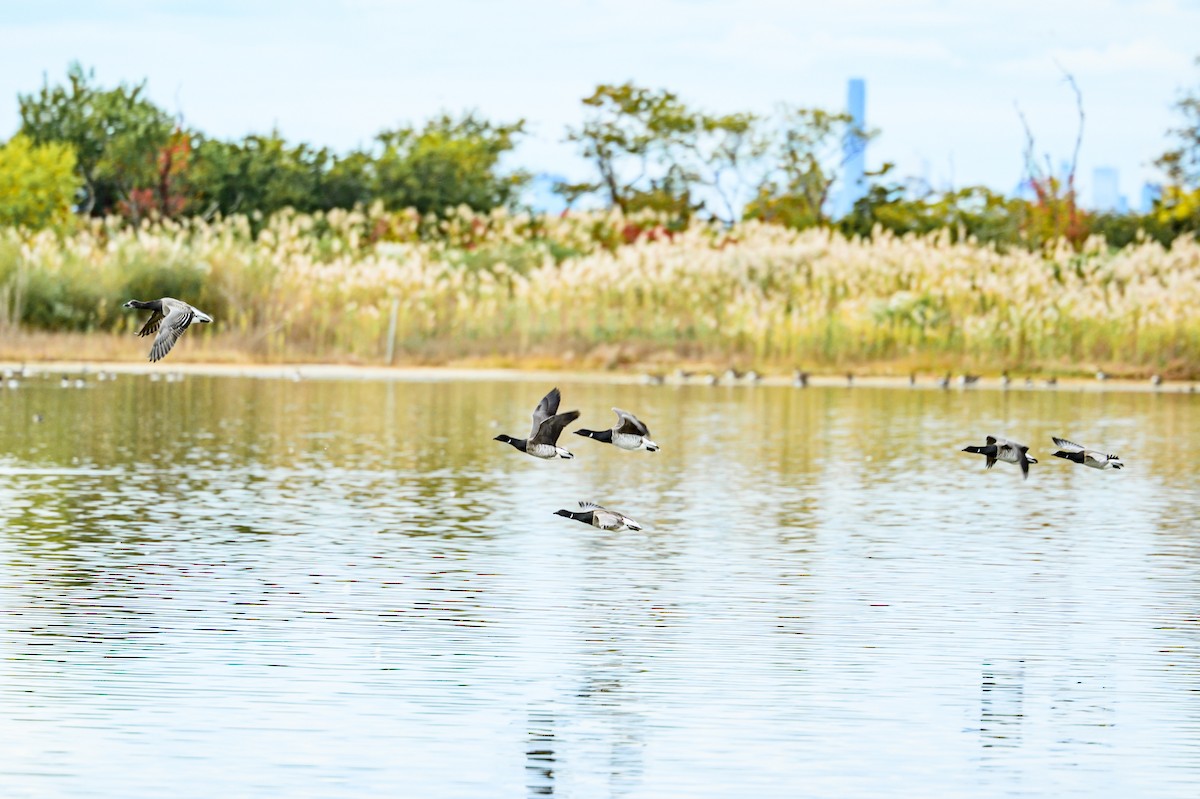 Branta musubeltza - ML644147858