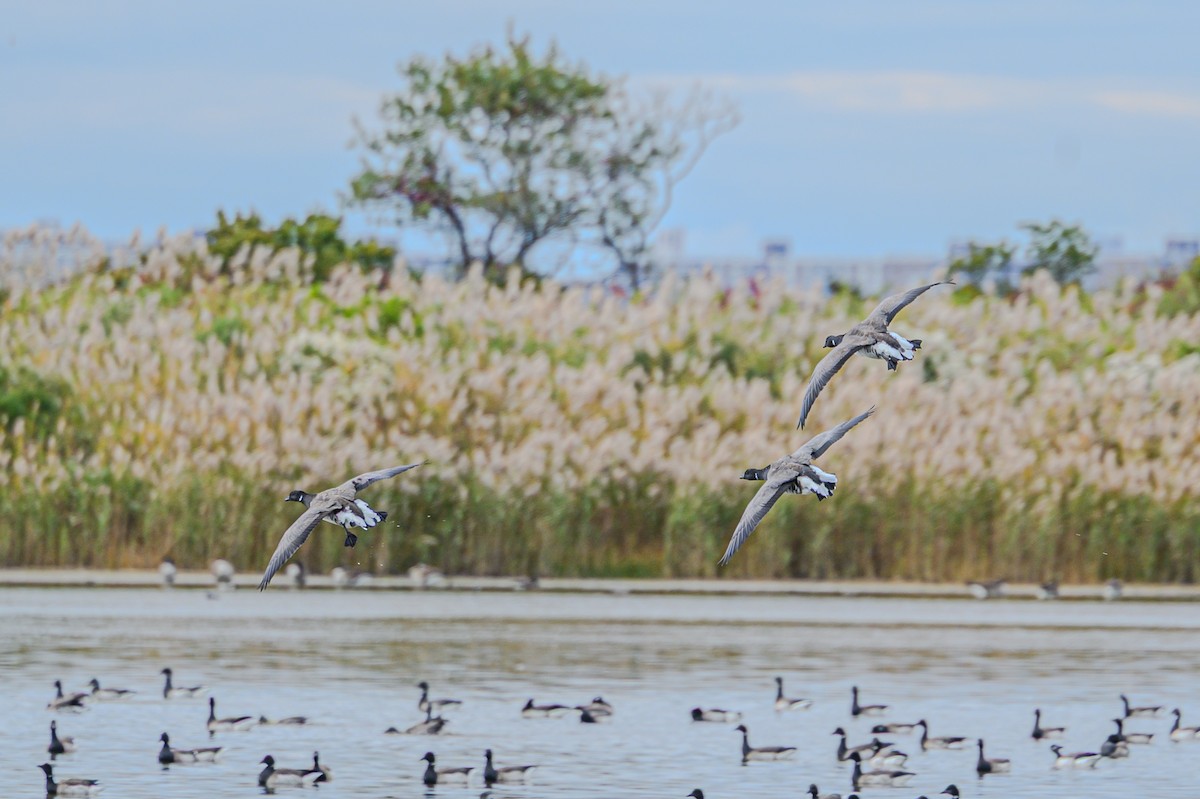 Branta musubeltza - ML644147859