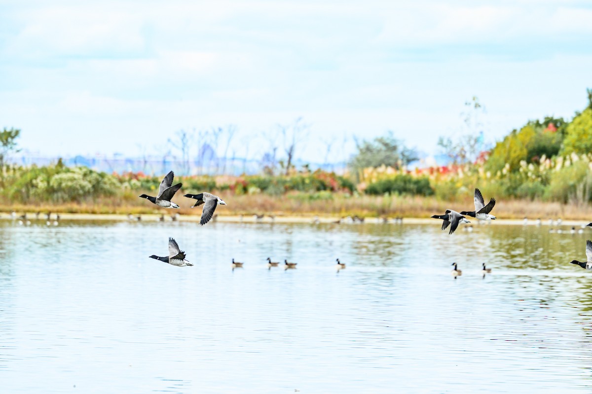 Branta musubeltza - ML644147860