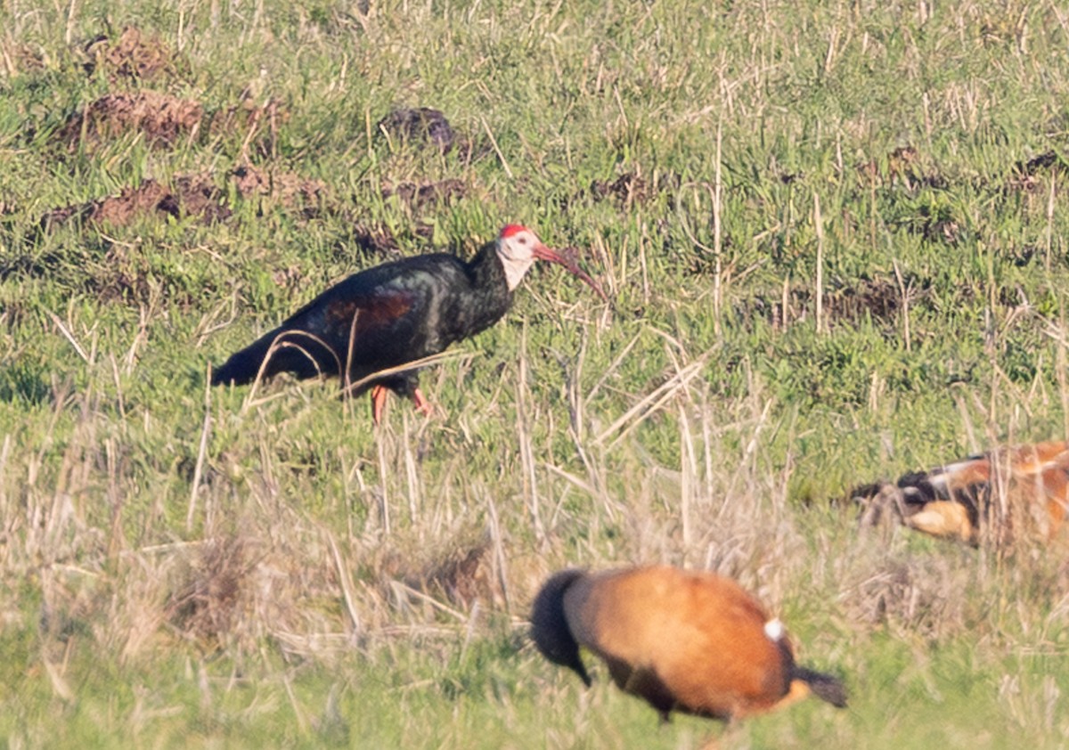 Southern Bald Ibis - ML644147863