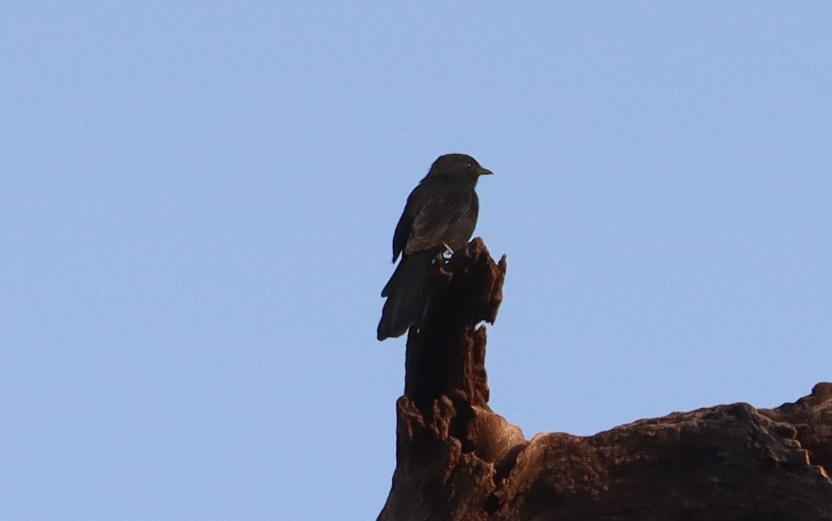 Northern Black-Flycatcher - ML644147866