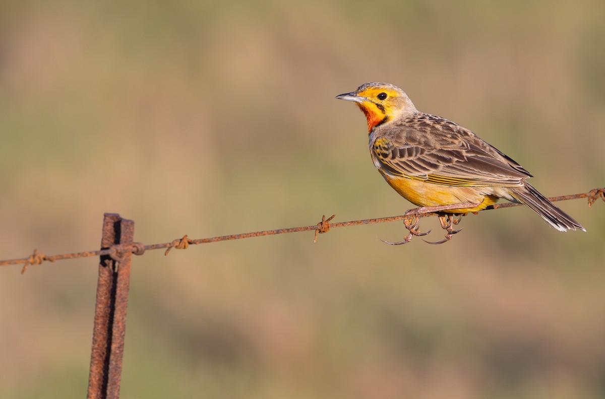 Капский шпорник - ML644147877