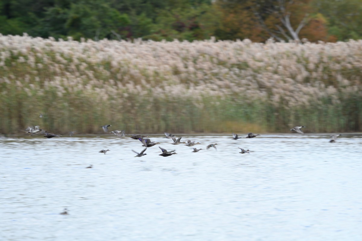 American Black Duck - ML644147878