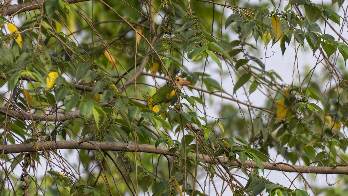 Lineated Barbet - ML644147887