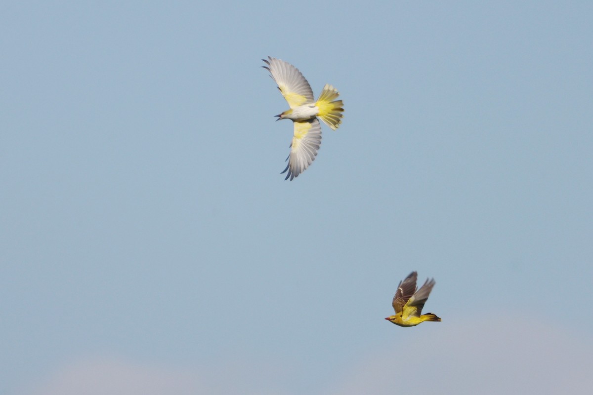 Эгэл шаргач - ML644147894