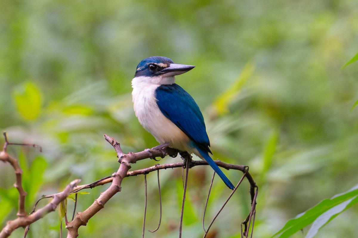 Pasifik Yalıçapkını - ML644147907