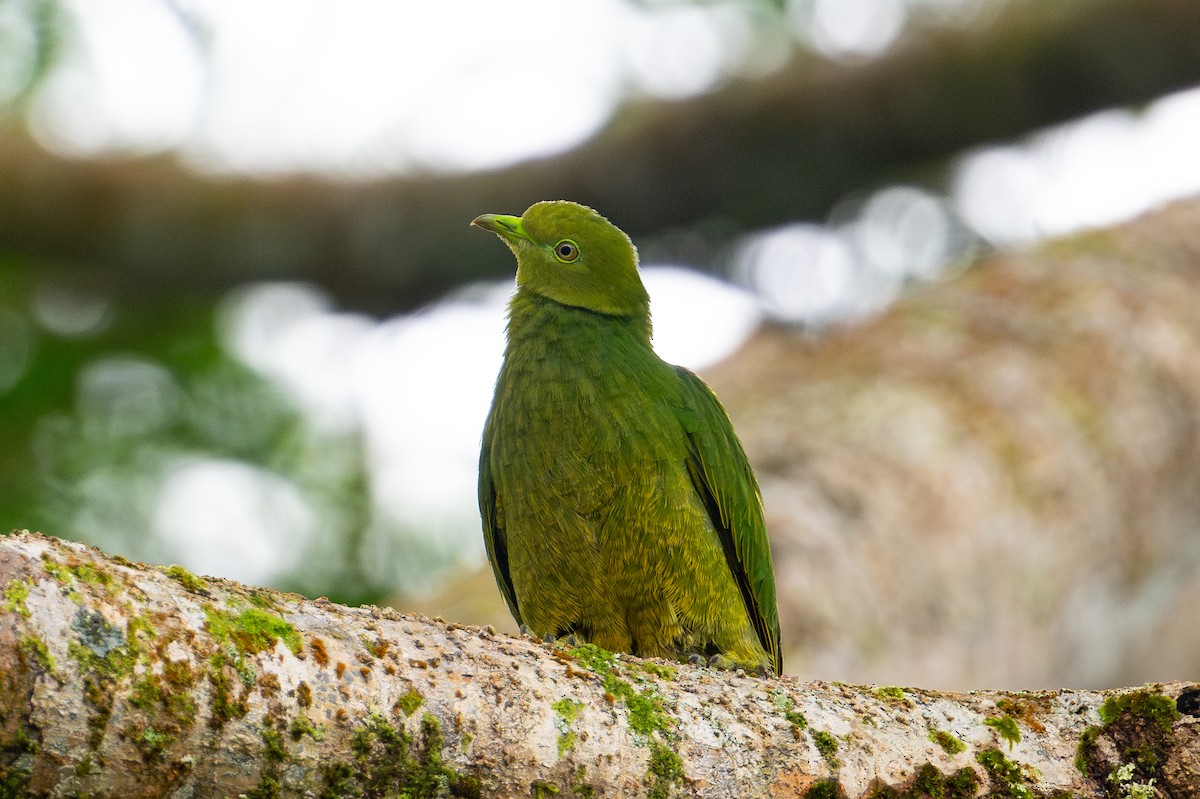 キンミノヒメアオバト - ML644147908