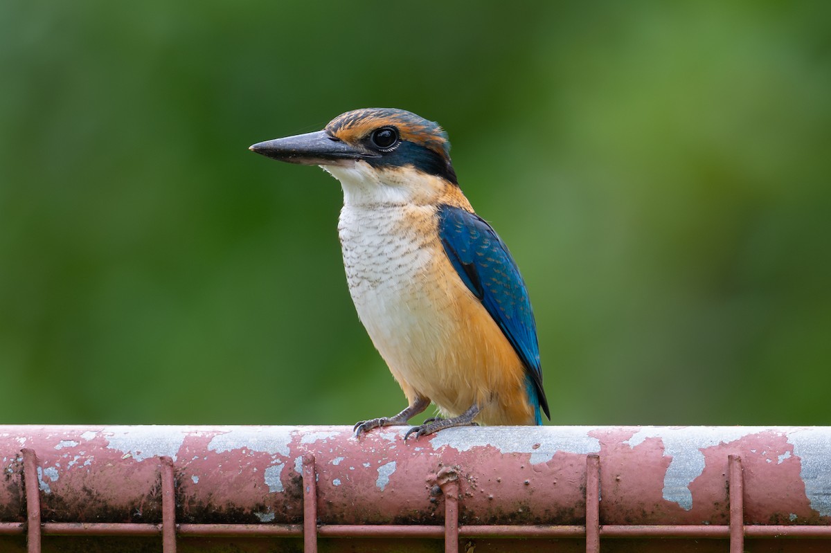 Pasifik Yalıçapkını - ML644147909