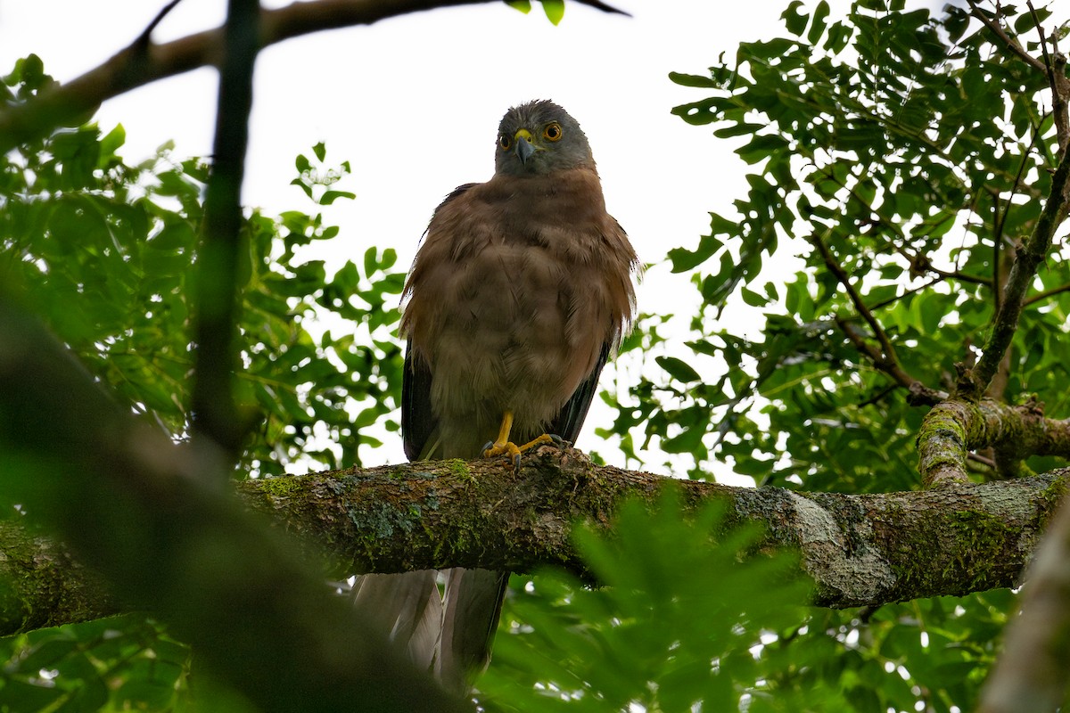 Fiji Goshawk - ML644147915