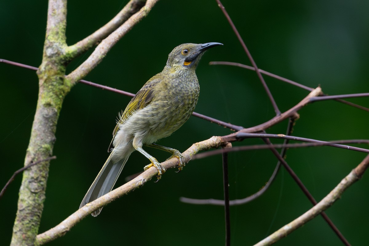 Méliphage d'Ovalau - ML644147918