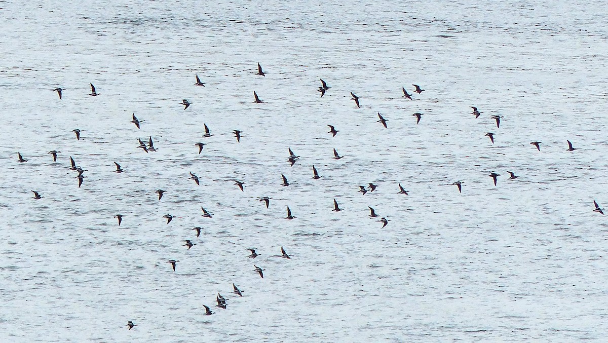 Long-tailed Duck - ML644147922