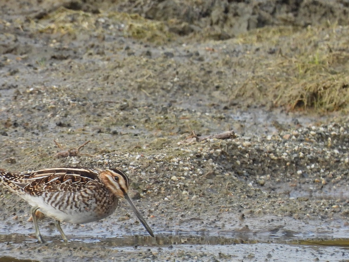 Wilson's Snipe - ML644147924