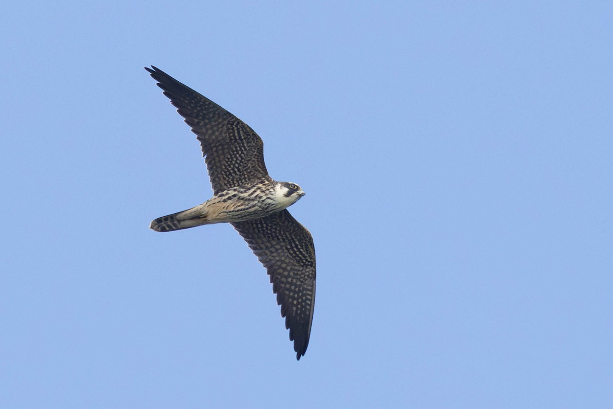 Eurasian Hobby - ML644147933