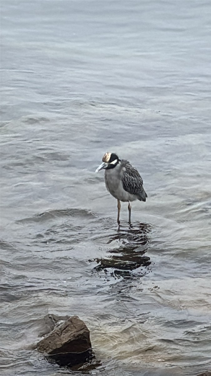 Yellow-crowned Night Heron - ML644147940