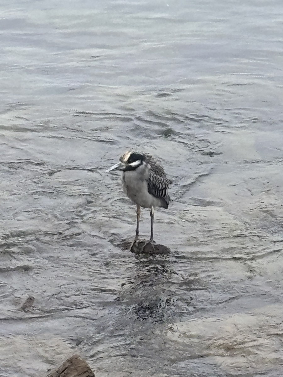 Yellow-crowned Night Heron - ML644147941