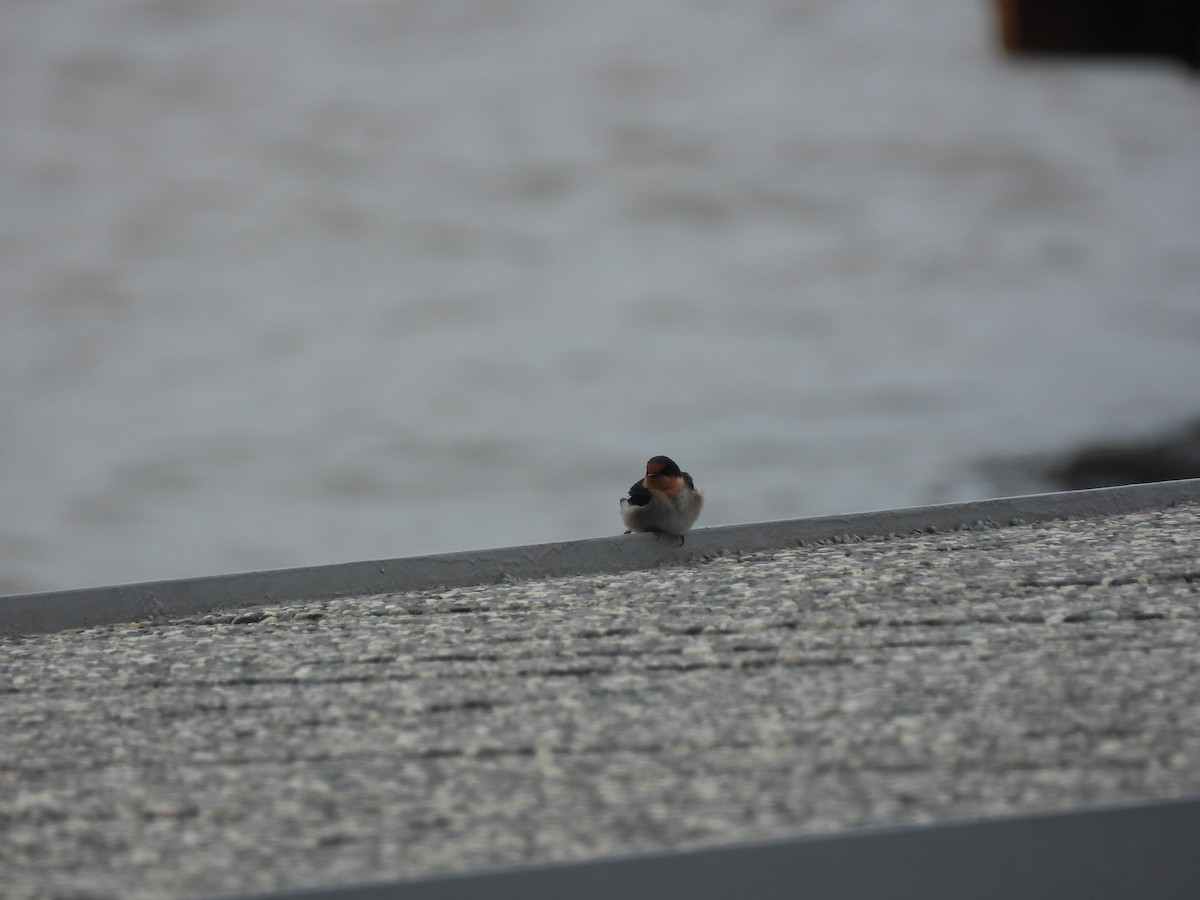 Pacific Swallow - ML644147945