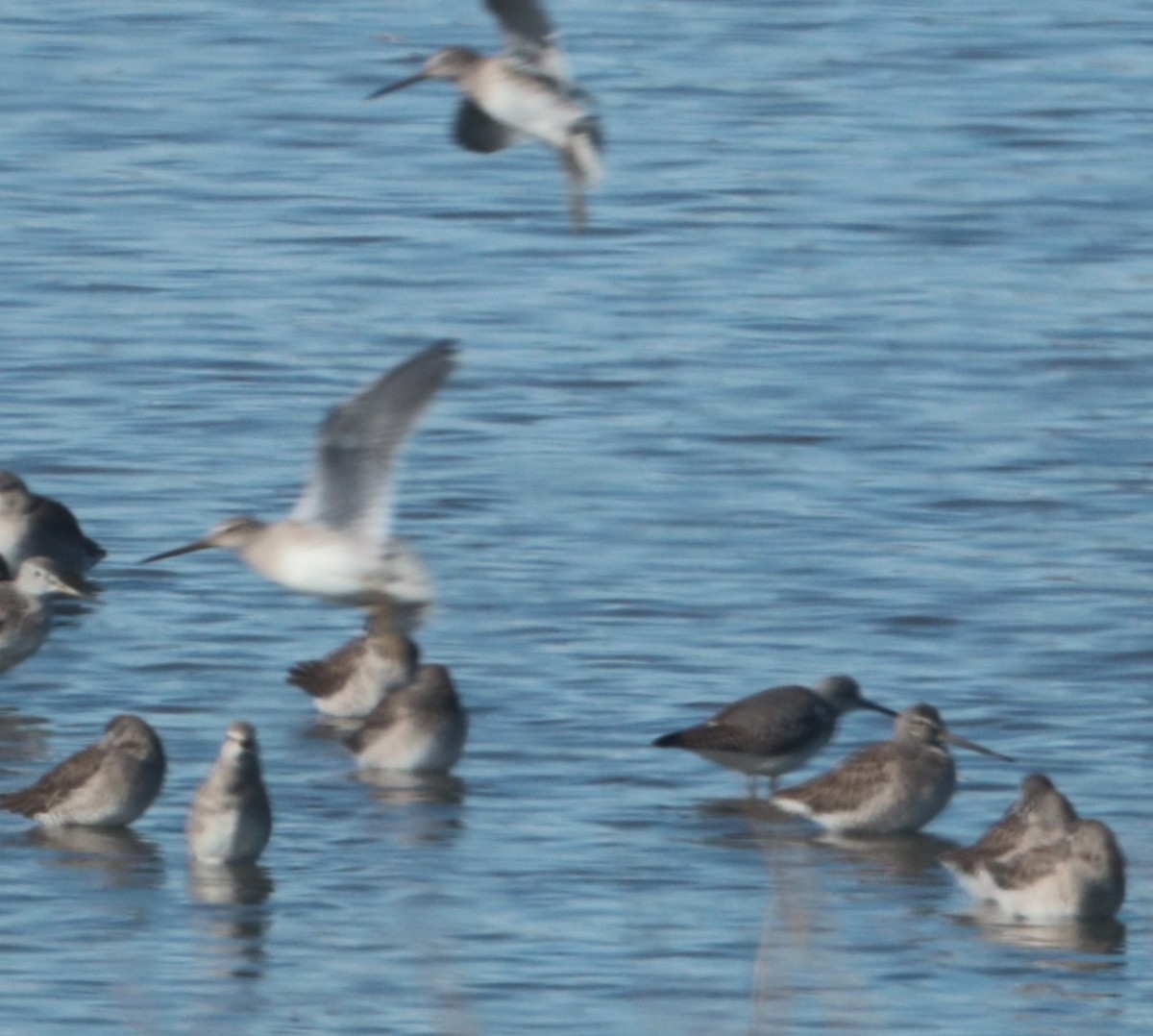 Long-billed Dowitcher - ML644147954