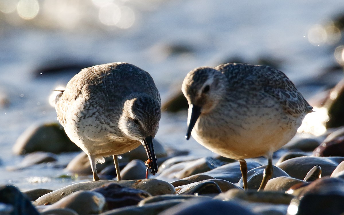 Red Knot - ML644147968