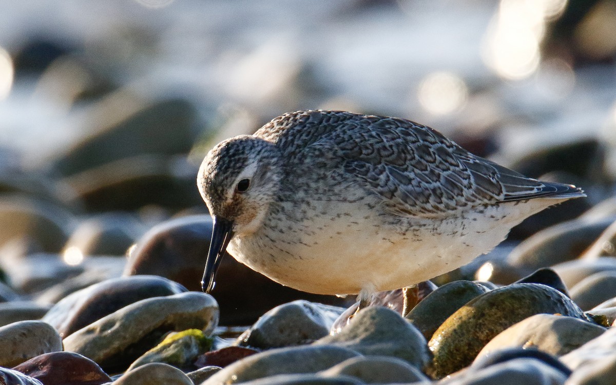 Red Knot - ML644147969