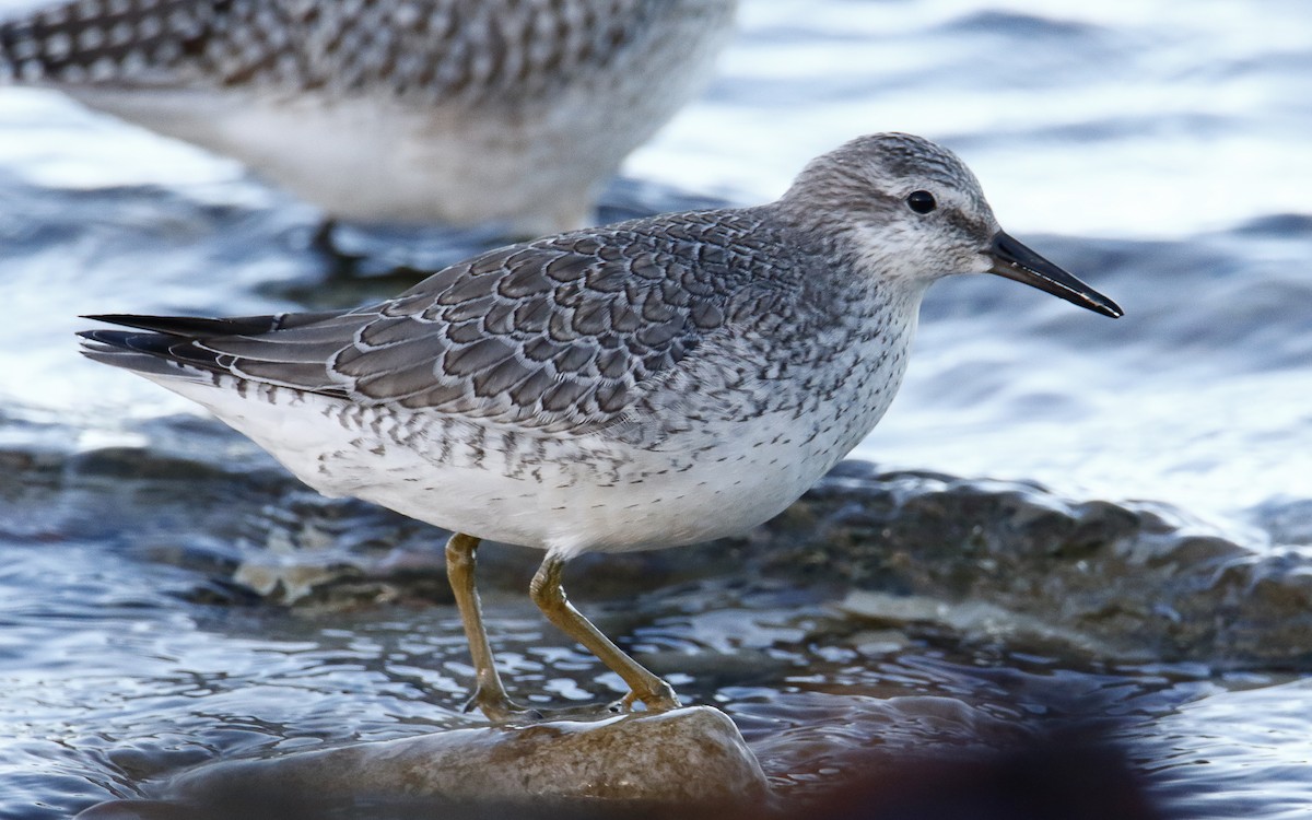 Red Knot - ML644147970