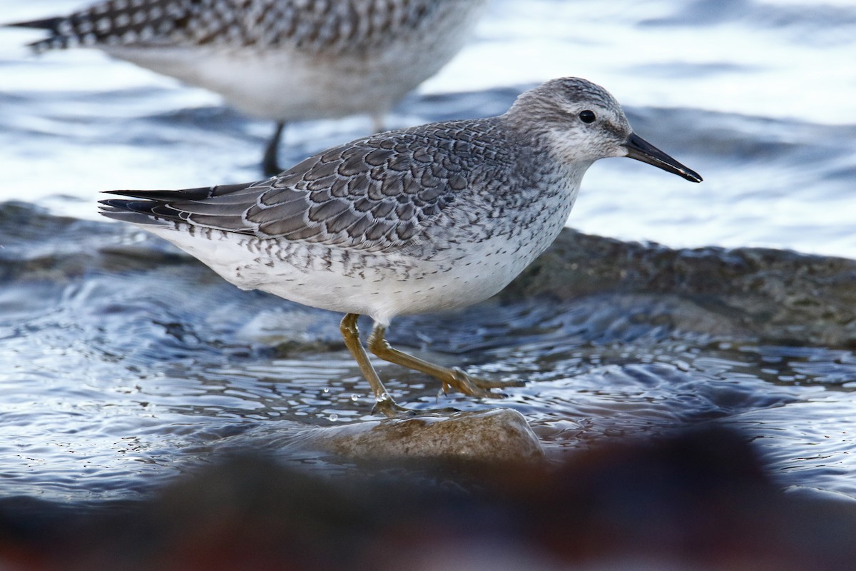 Red Knot - ML644147971