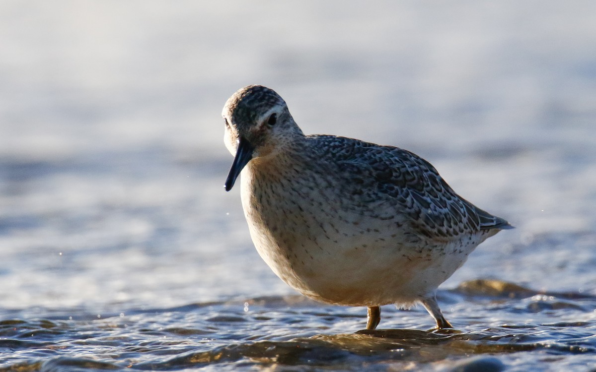 Red Knot - ML644147972