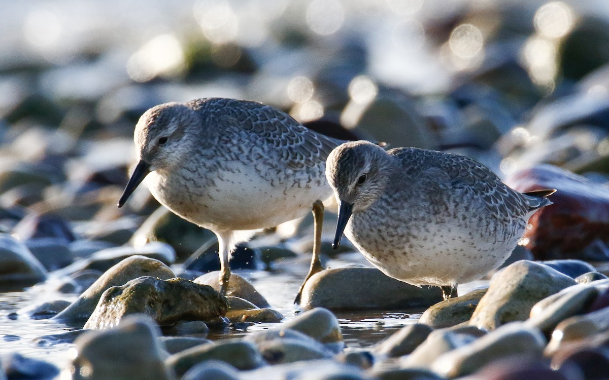 Red Knot - ML644147973