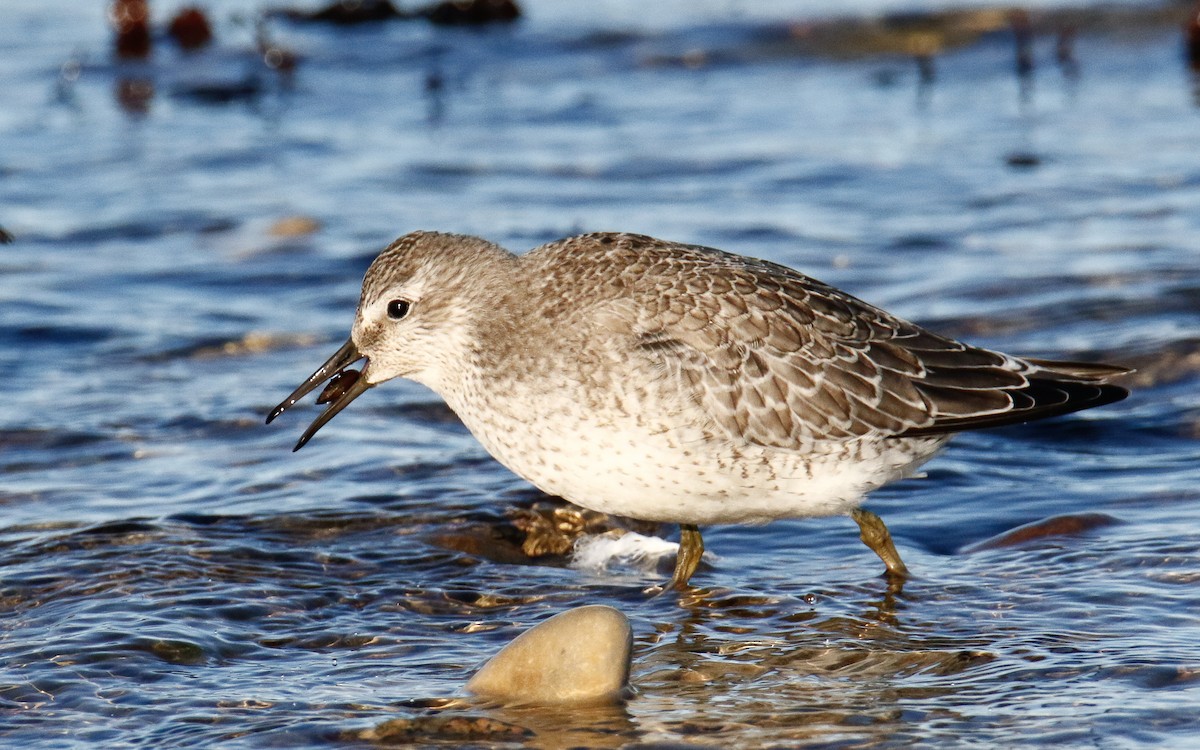 Red Knot - ML644147974