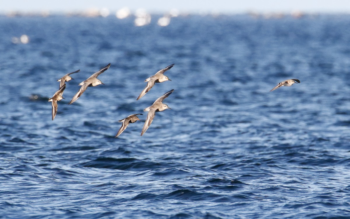 Red Knot - ML644147975