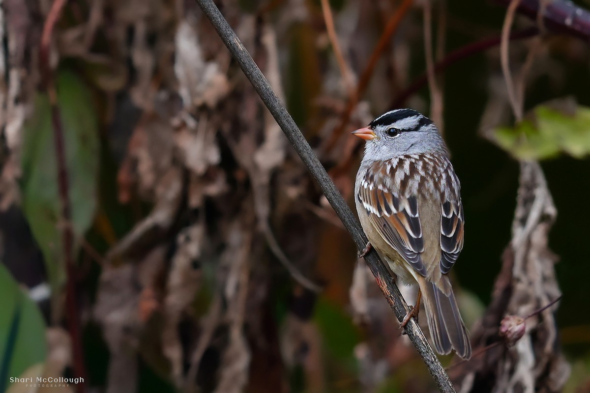 White-crowned Sparrow (Gambel's) - ML644148007