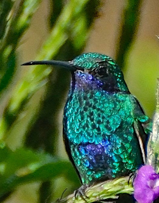 Sparkling Violetear - ML644148025