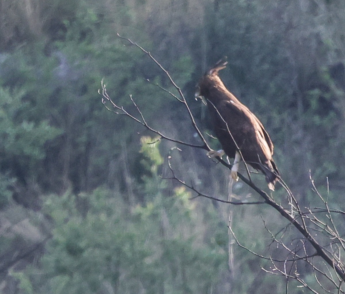 Long-crested Eagle - ML644148032