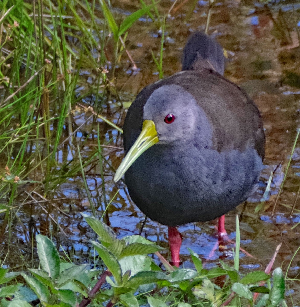 Blackish Rail - ML644148037