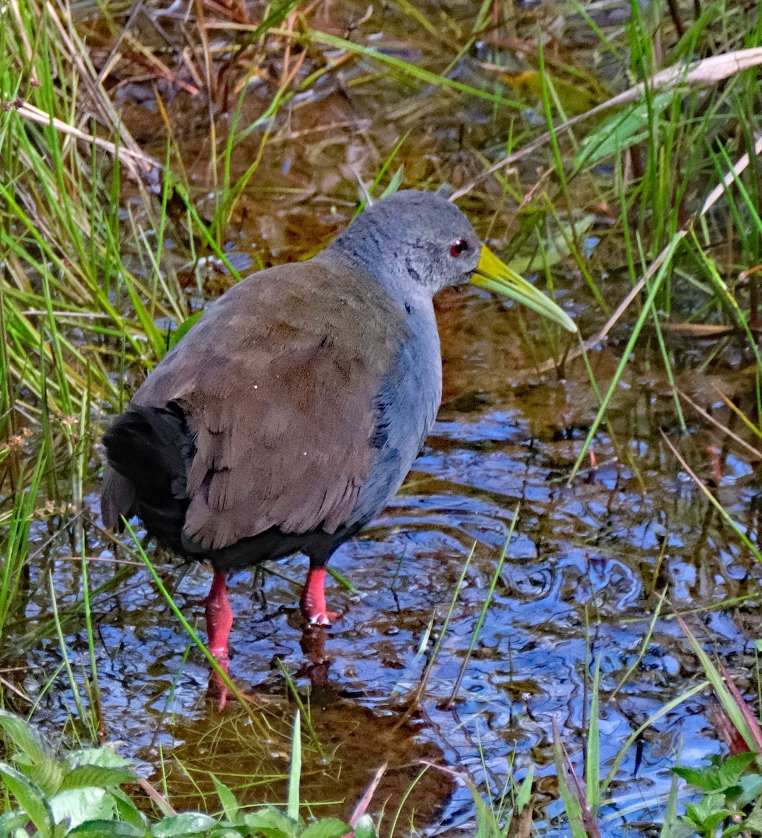 Blackish Rail - ML644148038